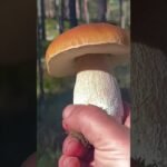 Porcini boletus edulis