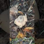 Can you believe this is a mushroom type?!! #shorts #youtubeshorts