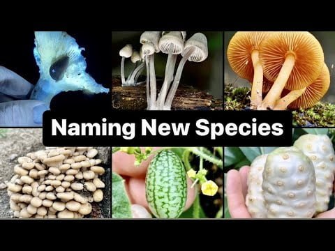 New Mushroom Species Discovered! Expert Explains Taxonomy, DNA, and Process of Naming New Fungi