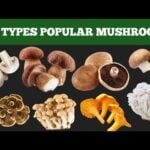 20 Types popular mushrooms  name | Mushroom name