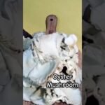 OYSTER MUSHROOM CURRY || #simple  #youtubeshorts