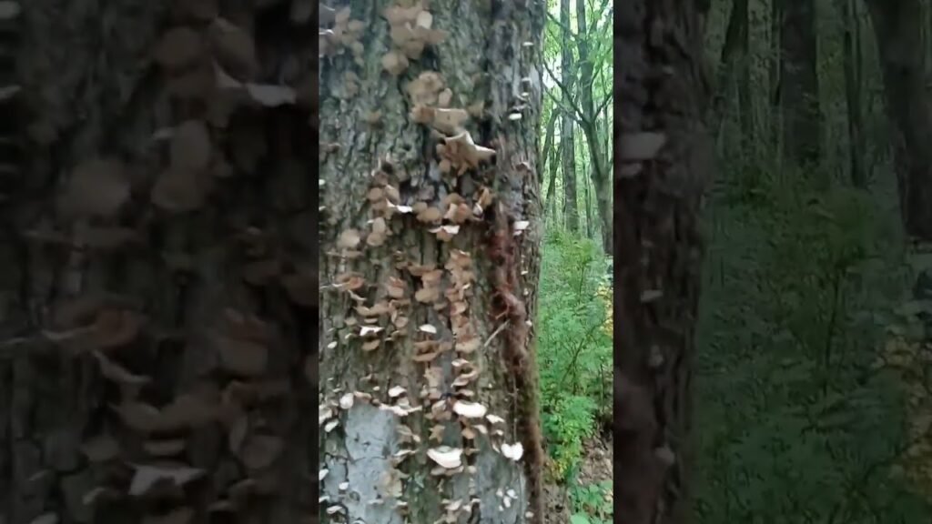 Turkey tail mushroom there is two types False turkey/ Turkey tail this one is NOT edible