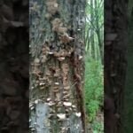 Turkey tail mushroom there is two types False turkey/ Turkey tail this one is NOT edible