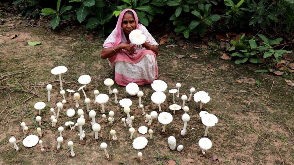 Finding Natural Mushroom and Cooking by our Grandmother | Wild Mushroom Recipe | Village Food