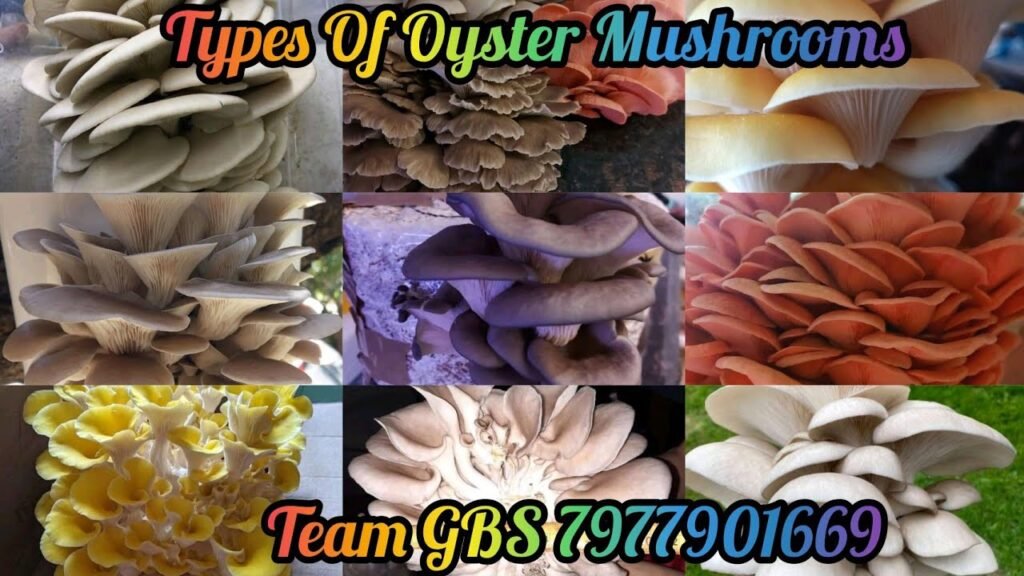 4. Types of Oyster Mushrooms || Detailed Discussion || Differences Properties || Team GBS 7977901669