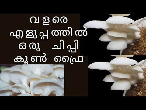 Mushroom recipe malayalam|Kerala style mushroom masala recipe|Koon recipe|Malayalimom Lifestyle|