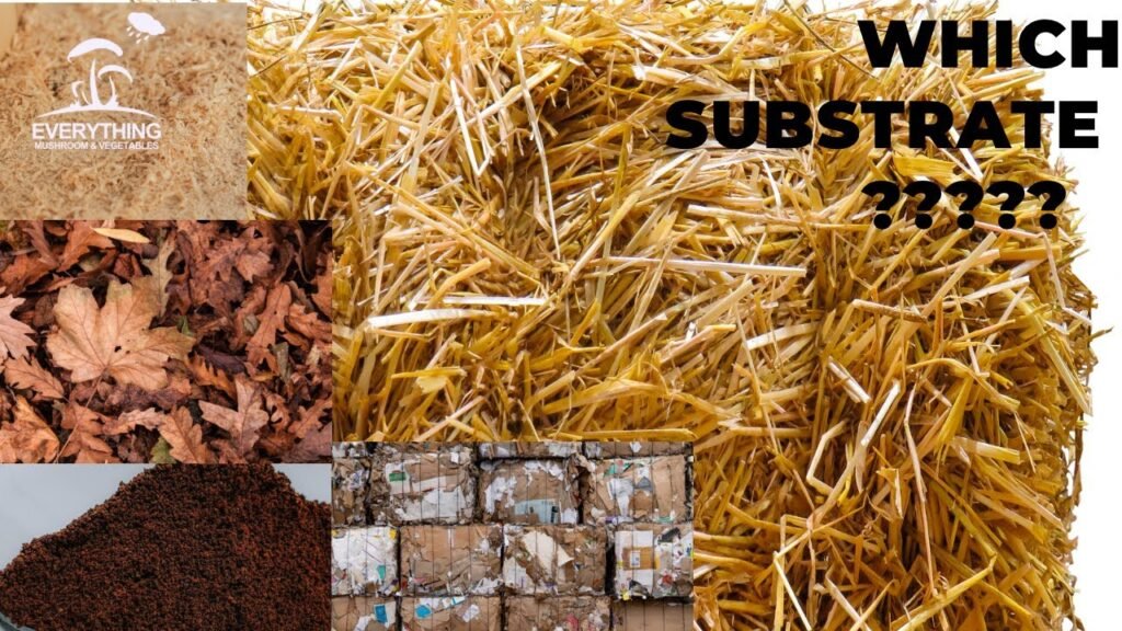 Types of Mushroom Substrate. Waste raw materials that can be used to grow mushrooms at home.