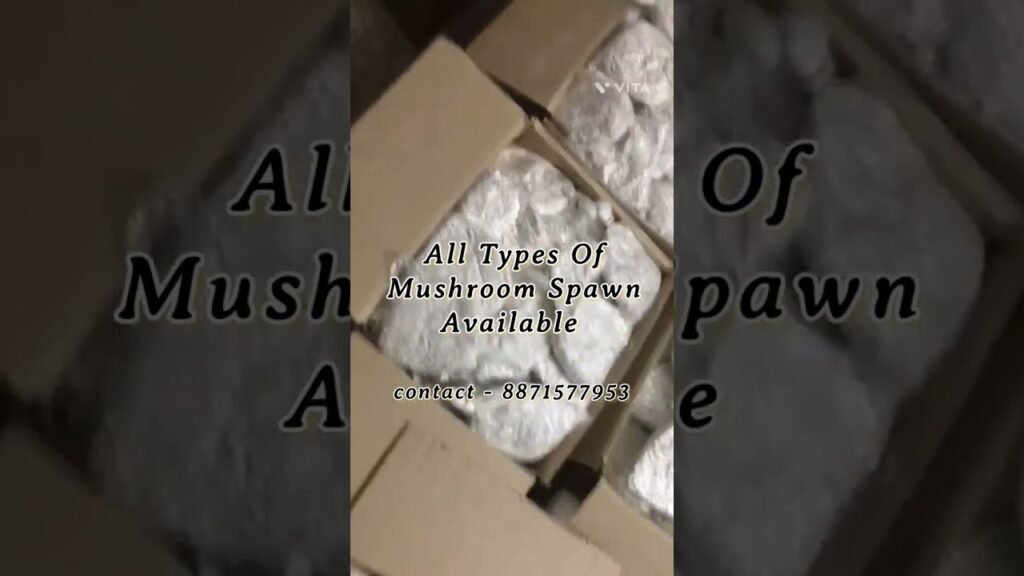 All types of mushroom spawn available Bhopal MP @basuchoudhary3028