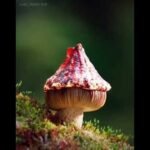 types of mushrooms 😚😊😘 #ytshorts #youtubeshorts #ytshortyt