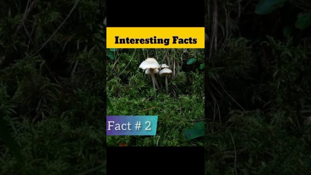 How many types of mushrooms | #shorts @MRINDIANHACKER @CrazyXYZ