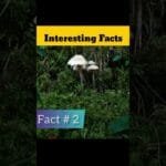 How many types of mushrooms | #shorts @MRINDIANHACKER @CrazyXYZ