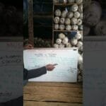 Mushroom Species Vs Mushroom Strains/ What is the difference?