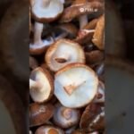 29 common mushroom varieties #mushroom