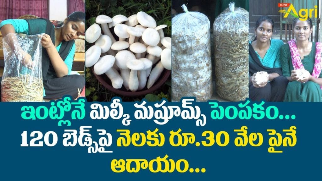 Mushroom Puttagodugulu | మిల్కీ మష్రూమ్స్ పెంపకం 120 బెడ్స్పై నెలకు రూ.30వేల పైనే ఆదాయం..! ToneAgri