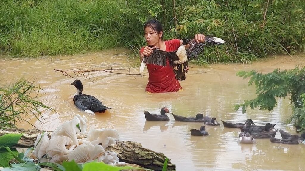 Survival in the rainforest, Catch Duck and Pick Mushroom plant, Duck curry with Mushroom for dinner