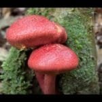 Uncovering Hidden Gems: Mushroom Foraging Adventure in the Wild |The Mushroom Era #asmr #mushroom