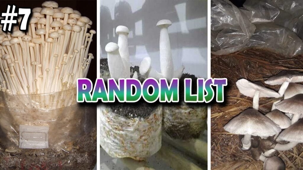 தரமான 5 காளான் இனங்கள் | Mushroom types |  Random List