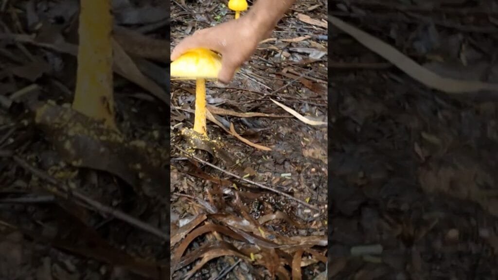 పుట్టగొడుగుల రకాలు 😋different types of mushrooms in my Village #mushrooms #naturebeauty #forest