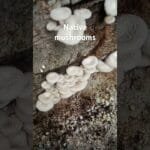 Different types of Nigerian mushrooms chapter one.