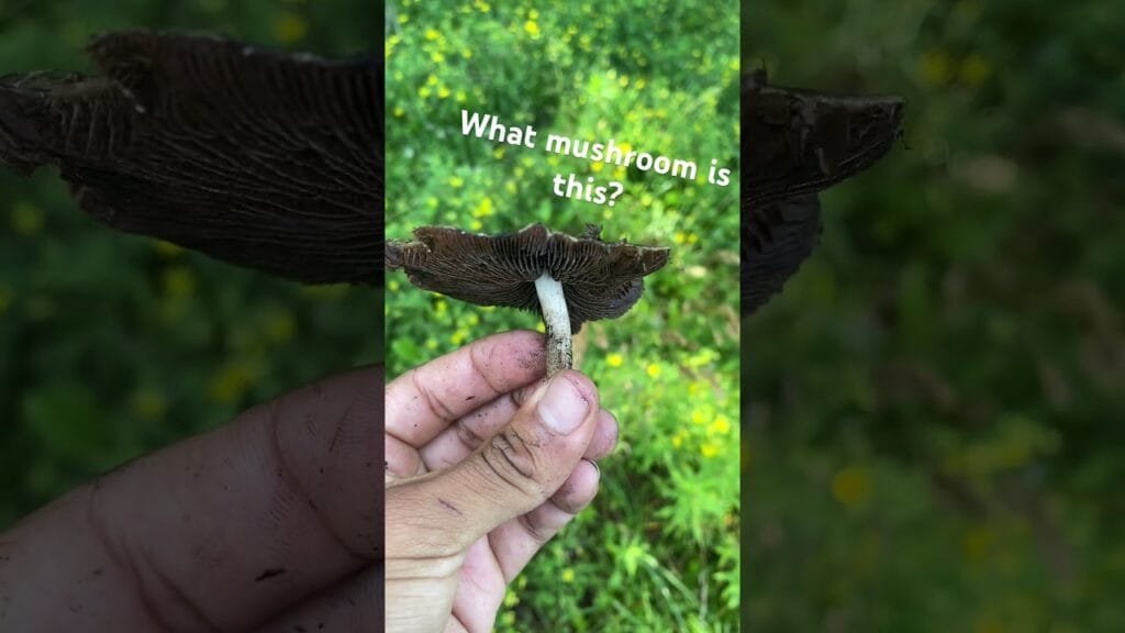 What type of mushroom is this? #mushroom #mycology #fungi #nature #explore #foraging #garden #fyp