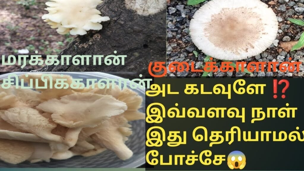 எது சாப்பிடலாம்?எது சாப்பிடகூடாது? காளான் வகைகள்/Different types of mushrooms and it’s uses