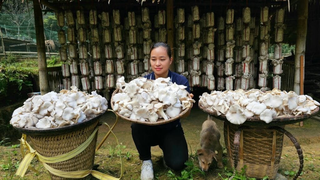 Mushroom Species Process – Harvest Mushroom Goes to market sell – Cooking