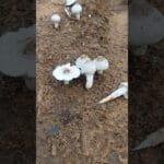 My village natural mushrooms..🥰#shorts #ytshorts  #mushroom #villagevlog #villagelife #video