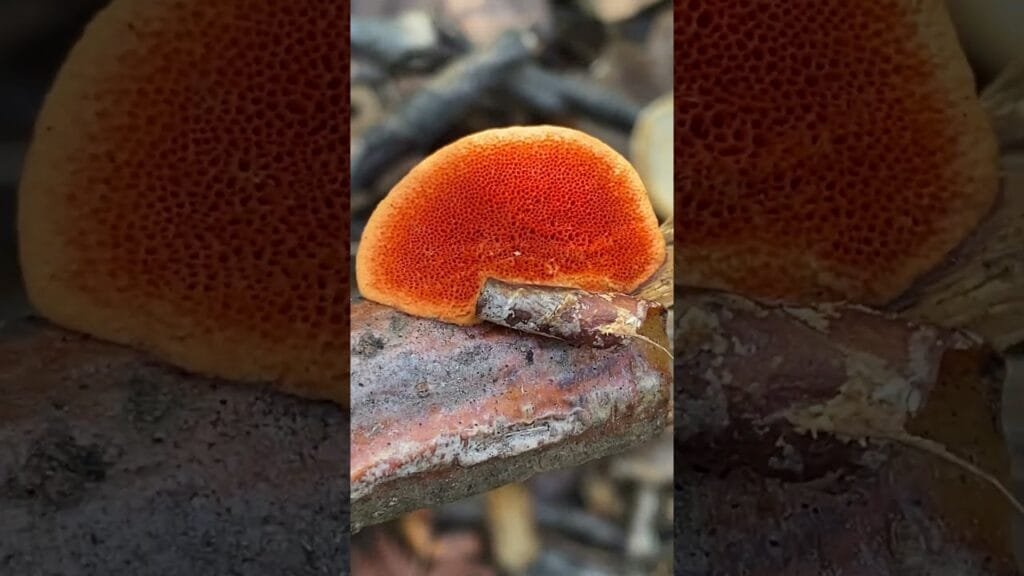 Пікнопор кіноварний (Pycnoporus cinnabarinus) і траметес пухнастий (Trametes pubescens) #гриб#fungi