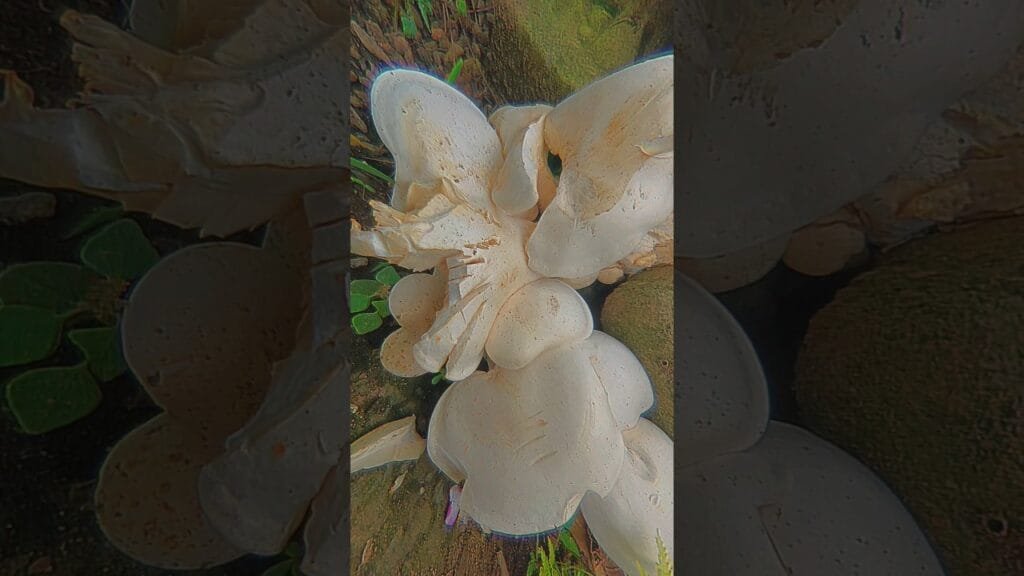 What Type Of Mushroom 🍄 It Is 🤔🫣 !! #whitemushroom #mushroom#love  #shorts #ytshorts