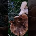 Setas de cardo, como revisarlas y limpiarlas   #cocinacaseratradicional