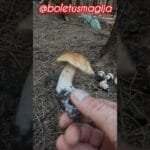 Porcino/Bolet/Steinpilze/Cep #shorts #new #trending #foryou #nature #forest #wood #mushroom #porcini