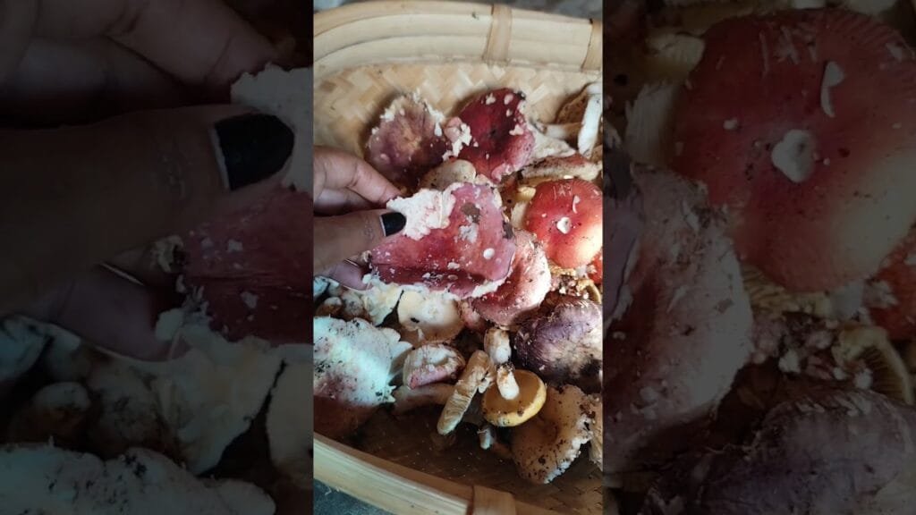 One Of The Best Seasonal Foods. 🍄 🥗 😋 🌿#trending #trendingshorts #shorts #viralvideo