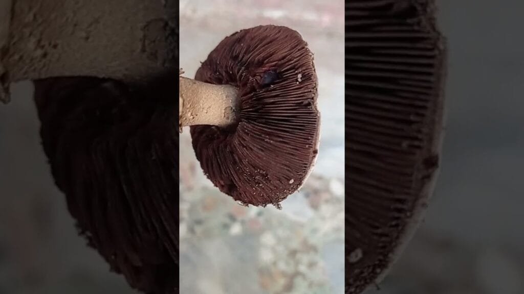 Physical Structure Of A Mushroom With Quran Recitation•Botany World•Mushroom Types•Mushroom Parts