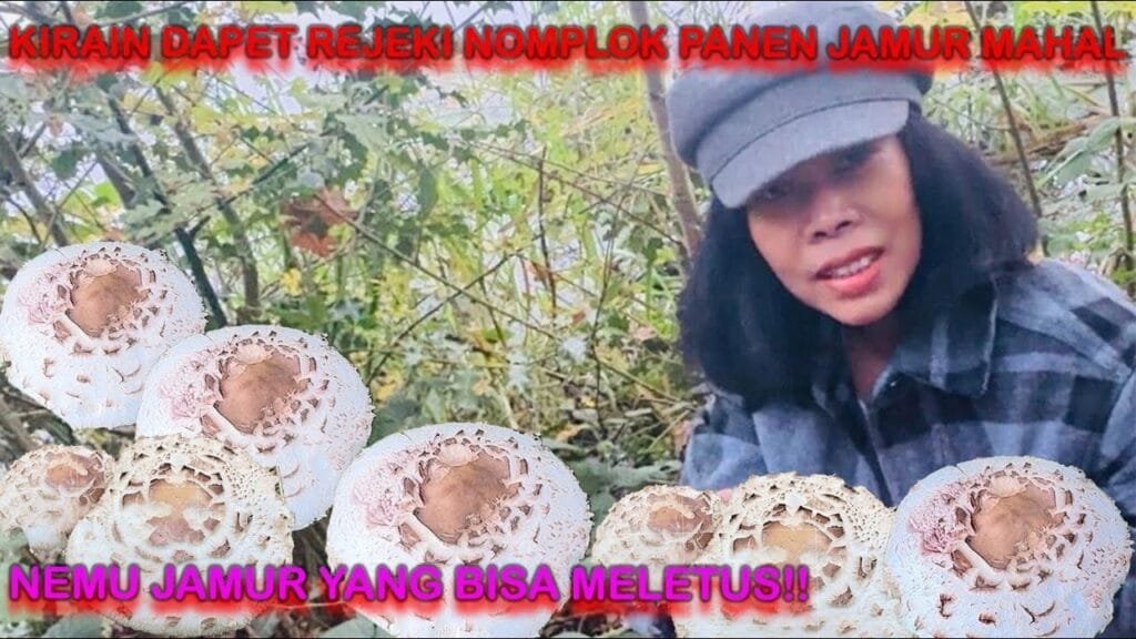 NIAT PANEN JAMUR MEWAH MALAH NEMU JAMUR YANG MELETUS!!