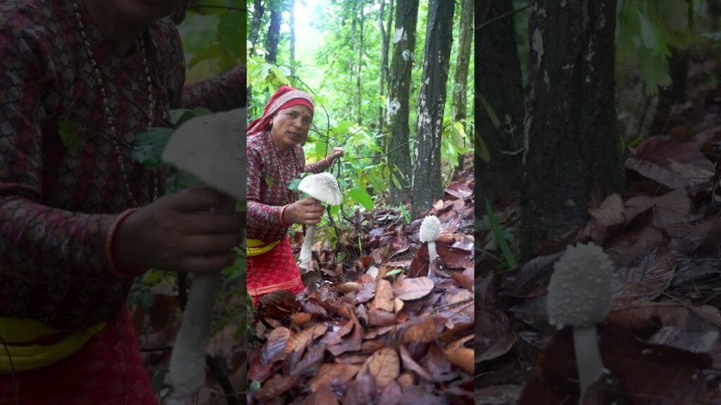 Be Careful!! Don’t eat this type of Wild Mushroom #shorts