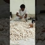 #buttonmushroom #mushroom #farming @EfarmingOdisha