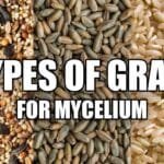 The Different Grain Types for Mushroom Spawning
