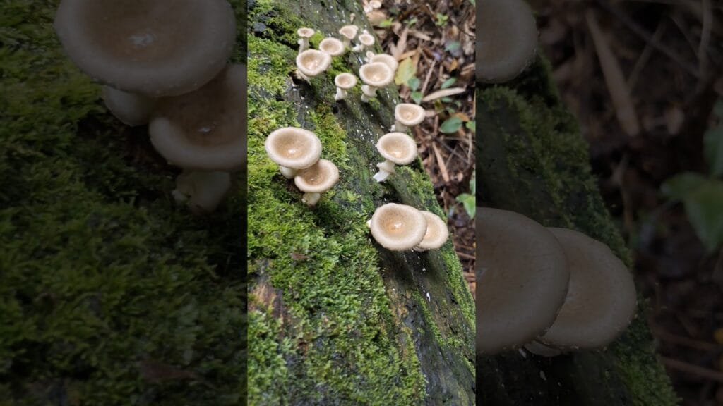 Jungle Mushroom 🍄 2 difference types in rain 🌧️ summer 🌞 #viral #shorts #short #mushroom