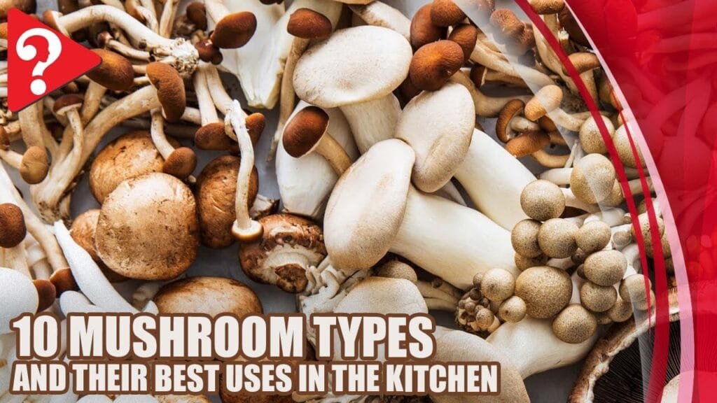 10 Mushroom Types and Their Best Uses in the Kitchen