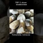 5 Different Types of Straw Mushrooms You Should Try #shorts