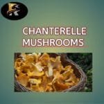 Types Of Mushroom #hotel #restauranttype #rs