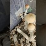 Growing 3 Types of mushrooms together final update