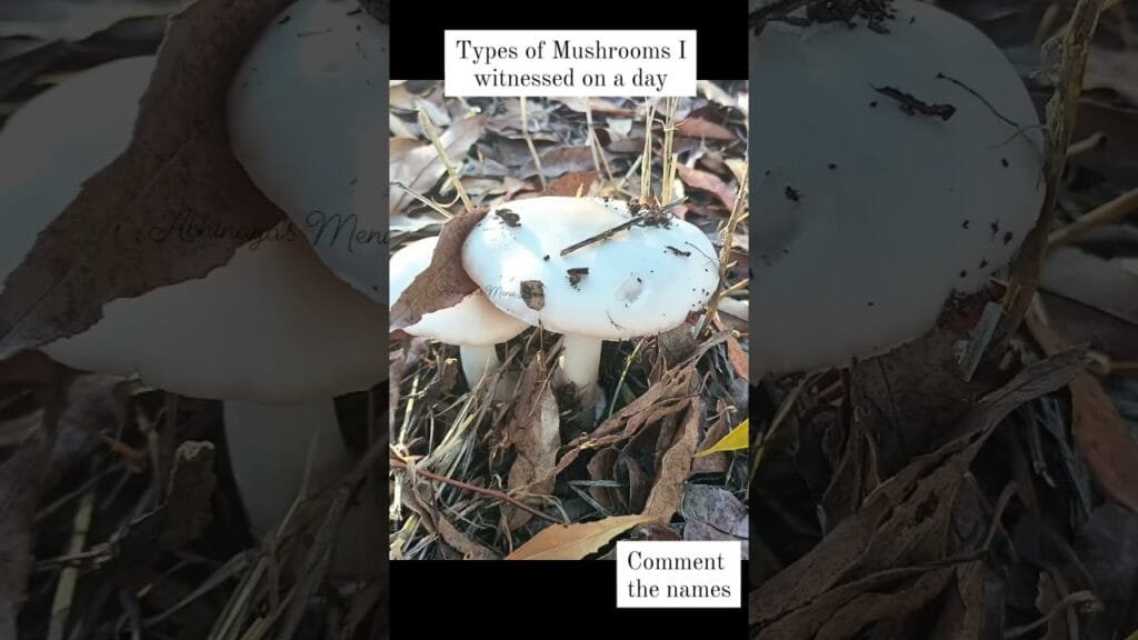 Mushrooms | Mycophile | Types of mushroom I witnessed on a nice winter day