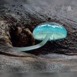 mushroom 🍄 types || nature wonders || most beautiful mushrooms