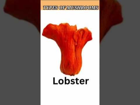 Different types of mushrooms