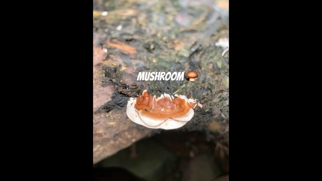 Another types of #mushroom #nature