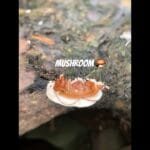 Another types of #mushroom #nature