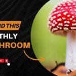 Mushroom Identification Guide: Safely Foraging Different Types of Mushrooms (Amanita muscaria)