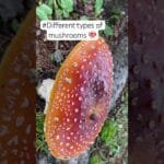 #different types of mushrooms 🍄