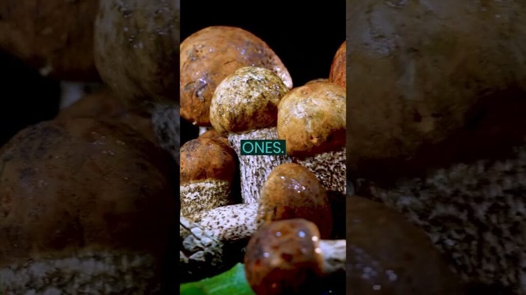 What Types of Mushrooms Can Prevent Cancer? #shorts #cancerprevention #healthfood